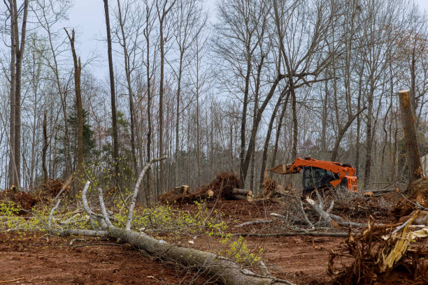 How Our Tree Care Process Works  in  Bowling Green, KY