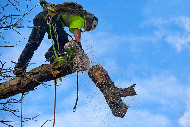 Reliable Bowling Green, KY Tree Removal Services Solutions